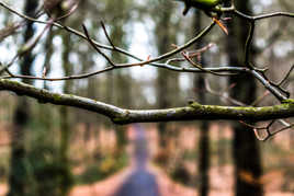 Petite brindille deviendra grande !