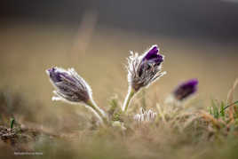 l'éveil des anémones pulsatiles