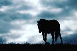 A horse with no name