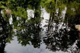 ronds dans l'eau