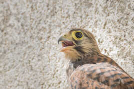 Portrait de faucon