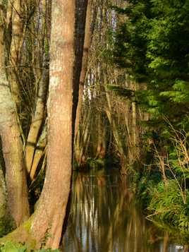 Méli mélo de troncs