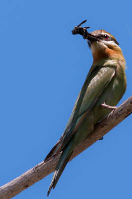 Guêpier de Madagascar