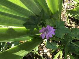 Une Mauve