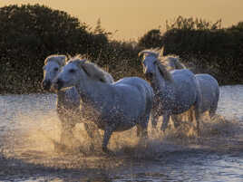 Chevaux camarguais dans les marais