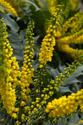 Mahonia