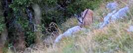 Chamois au Charmant Som