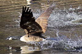 Une oie dans la course