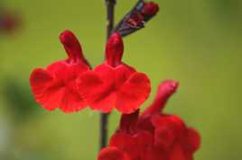 petites fleurs rouges