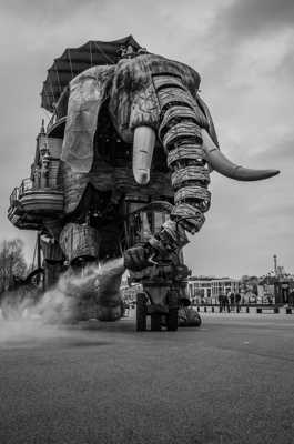 Un éléphant dans la ville