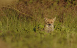 T'aurais pas des Ray-Ban ?