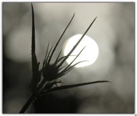 contre jour