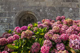 Les hortensias de Bretagne.