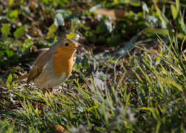 rouge gorge