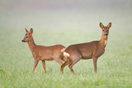 Chevreuil (Capreolus capreolus) Roe deer, Reh