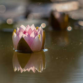 Comme dans un miroir