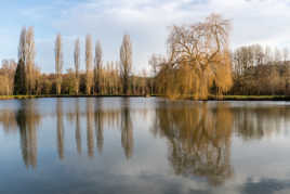 Reflets dans l'étang
