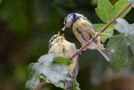 nourrissage des petits