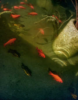 comme des poissons dans ?