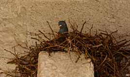 Le locataire du porche