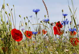 Bleu, blanc, rouge...