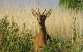 le Chevreuil Curieux