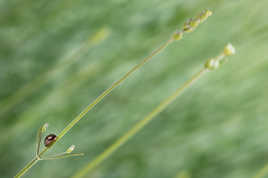 Chrysomèle de la lavande