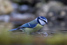 Plus fragile que la mésange
