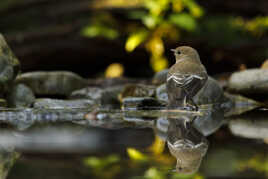 Madame Gobe mouche noir