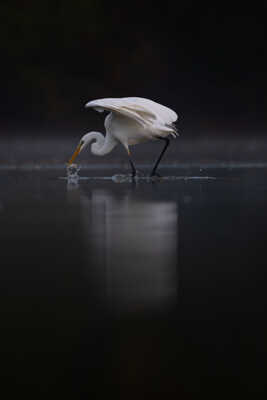 Un gardon de moins dans l'étang...