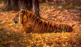 Couleurs d'automne...