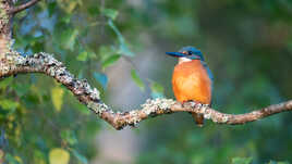 Sur un vieux bouleau