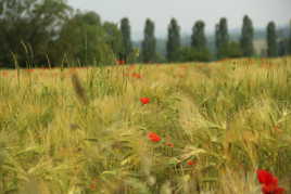 coquelicots