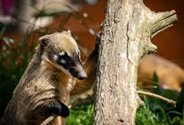 Coati Roux - Amérique du Sud