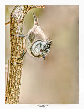 Mésange huppé la tête en bas