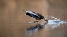 Marcher sur l'eau....