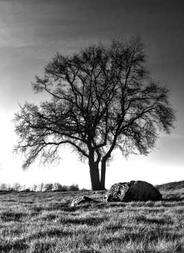 Nature monochrome (26)