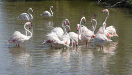 Flamants roses