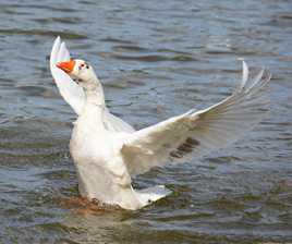 La danse du canard