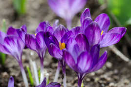 Couleurs de printemps