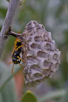 Sur l'olivier au printemps
