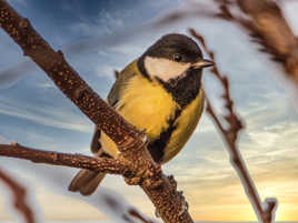 Mésange charbonnière
