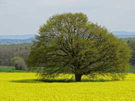 Un géant dans le jaune . . .