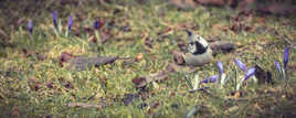 Mésange a houpette dubitative