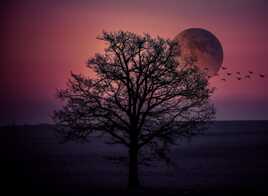 L'arbre et la lune