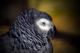 portrait gris du gabon