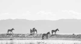 Ils sont barrés dans le coin