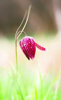 Fritillaire (tulipe des marais)