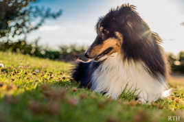 la fleurs , le chien et contre-jour