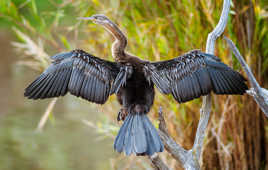 Anhinga d'Afrique